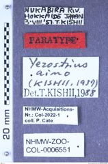 Etikette zu Negastrius aino (Kishii, 1957) (NHMW-ZOO-COL-0006551)